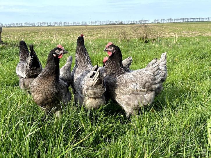 Jonge tamme Bleu de landes kippen hennen gesekst en ingeënt, Dieren en Toebehoren, Pluimvee, Kip, Vrouwelijk