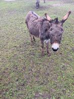 Ezel merrietje, Dieren en Toebehoren, Overige Dieren, Oktober, Vrouwelijk