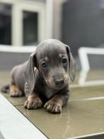 Nog 1 Dwerg teckel Puppy’s Blue & Tan, Dieren en Toebehoren, Rabiës (hondsdolheid), Overige rassen, 8 tot 15 weken, Meerdere