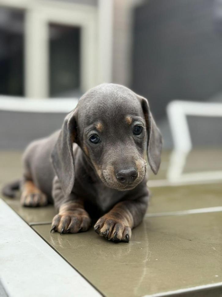 Nog 1 Dwerg teckel Puppy’s Blue & Tan, Dieren en Toebehoren, Honden | Retrievers, Spaniëls en Waterhonden, Meerdere dieren, Overige rassen