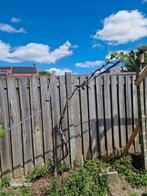 2 bomen druif, Tuin en Terras, Planten | Bomen, Ophalen of Verzenden, Volle zon, Overige soorten