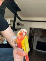Prachtige Suncheek (lichte variant) pyrrhura!, Dieren en Toebehoren, Vogels | Parkieten en Papegaaien, Mannelijk, Parkiet, Tam