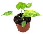Alocasia Gageana Aurea | Potmaat 10,5, Overige soorten, In pot, Minder dan 100 cm, Groene kamerplant