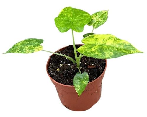 Alocasia Gageana Aurea | Potmaat 10,5, Huis en Inrichting, Kamerplanten, Overige soorten, Minder dan 100 cm, Groene kamerplant