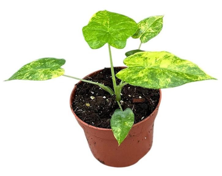 Alocasia Gageana Aurea | Potmaat 10,5, Huis en Inrichting, Kamerplanten, Overige soorten, Minder dan 100 cm, Groene kamerplant