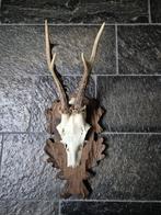 Mooi Ree gewei hand gestoken schild jacht mancave c45, Ophalen of Verzenden, Hert, Gewei of Kop