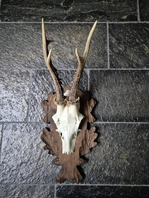 Mooi Ree gewei hand gestoken schild jacht mancave c45, Verzamelen, Dierenverzamelingen, Gewei of Kop, Hert, Ophalen of Verzenden