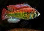 50 soorten Malawi cichlide, sterke kleurige aquariumvissen, Vis