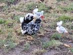 Chabo kuiken haantje, Dieren en Toebehoren, Pluimvee, Mannelijk, Kip