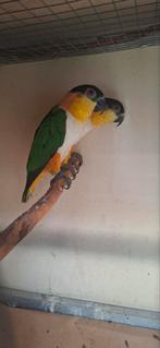 Koppel caiques, Dieren en Toebehoren, Meerdere dieren