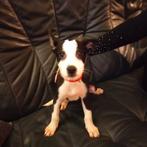 Te koop, Rabiës (hondsdolheid), 15 weken tot 1 jaar, Meerdere, Meerdere dieren