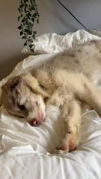 Border collie, Ophalen, Zo goed als nieuw