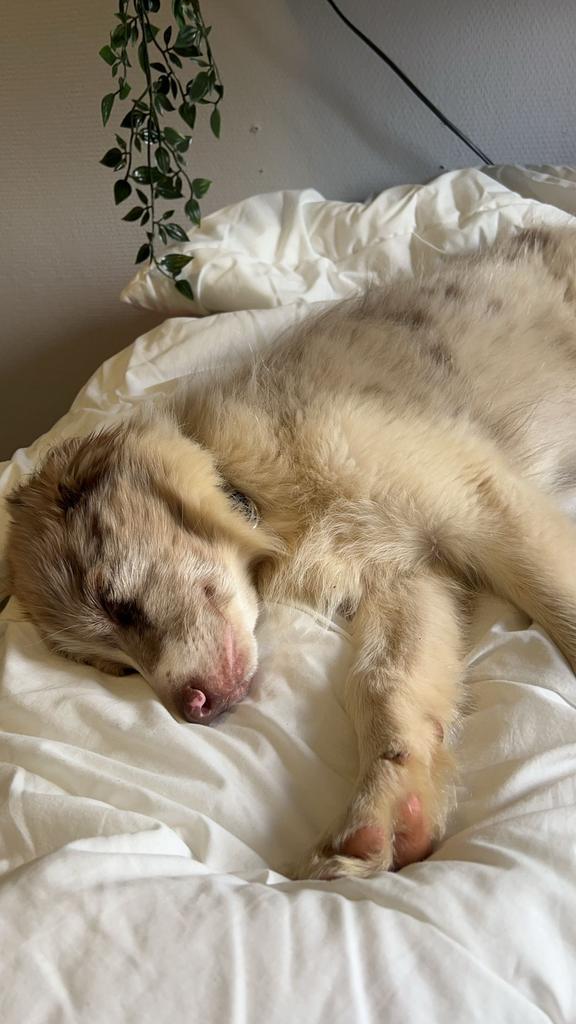 Border collie, Dieren en Toebehoren, Honden-accessoires, Zo goed als nieuw, Ophalen