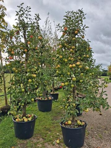 Oude karakteristieke laagstam Pinova Appelboom in Pot beschikbaar voor biedingen