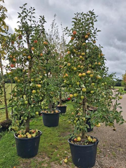 Oude karakteristieke laagstam Pinova Appelboom in Pot, Tuin en Terras, Planten | Bomen, Overige soorten, 100 tot 250 cm, Volle zon