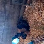 Konijnen te koop meerdere soorten, Dieren en Toebehoren, Februari, Meerdere dieren, Overige typen