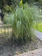 Pampusgras - Sierlijk en Onderhoudsarm!, Ophalen, Volle zon, Vaste plant, Siergrassen