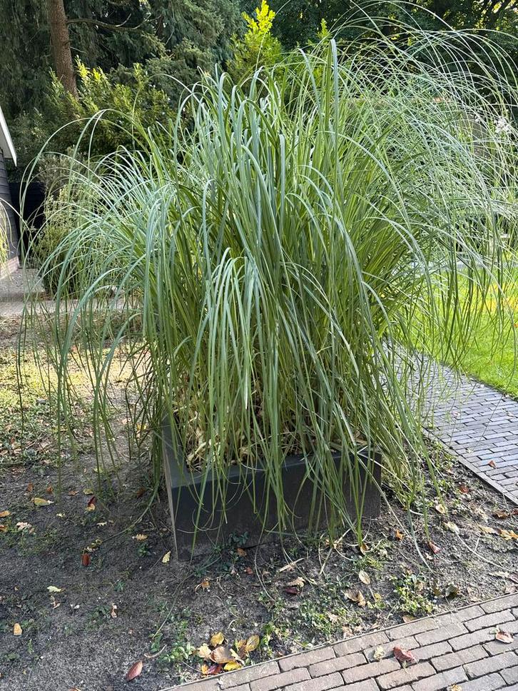 Pampusgras - Sierlijk en Onderhoudsarm!, Tuin en Terras, Planten | Tuinplanten, Vaste plant, Siergrassen, Volle zon, Herfst, Ophalen