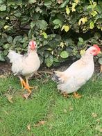 Kruising wyandotte/serama haantjes, Dieren en Toebehoren, Pluimvee, Mannelijk, Kip