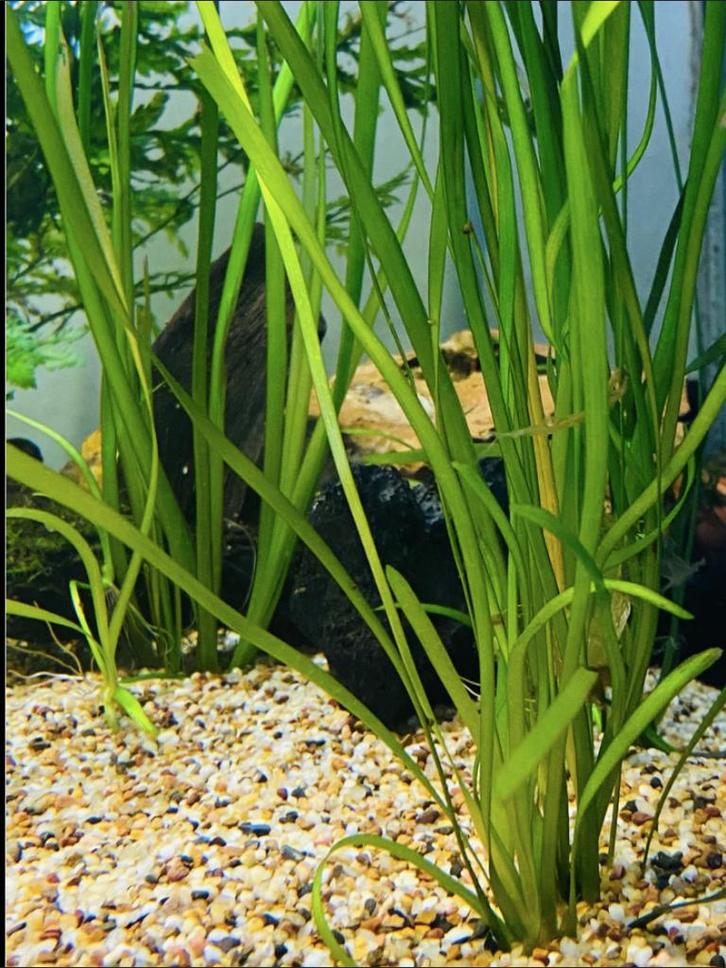 Aquarium - planten - Aquarium planten - vallisneria, Dieren en Toebehoren, Vissen | Aquaria en Toebehoren, Nieuw, Plant(en), Steen of Hout