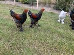 Jonge Brahma hanen, Dieren en Toebehoren, Pluimvee, Mannelijk, Kip