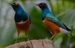 Driekleuren glansspreeuwen te koop! Evt koppel, Dieren en Toebehoren, Vogels | Overige Vogels, Mannelijk, Tropenvogel