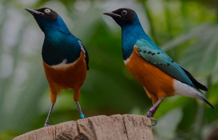 Driekleurenglansspreeuwen te koop 1-1, Dieren en Toebehoren, Vogels | Overige Vogels, Tropenvogel, Mannelijk