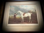 Schilderij Groom with Gray Hunter Lord Howe Print olie lijst, Verzenden