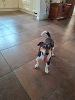 Hondje jack russel, Dieren en Toebehoren, Honden | Niet-rashonden, 6 jaar of ouder, Reu, Eén hond, Nederland