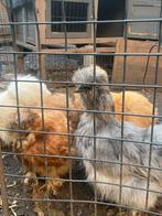 Usa zijdehoenen, Dieren en Toebehoren, Pluimvee, Meerdere dieren, Kip