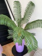 Palm incl pot, Ophalen, 100 tot 150 cm, Palm, In pot