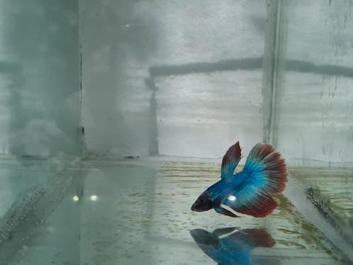 Betta splendens super delta man, kempvis man, Dieren en Toebehoren, Vissen | Aquariumvissen, Zoetwatervis, Vis