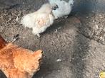 Gratis af te halen, Dieren en Toebehoren, Pluimvee
