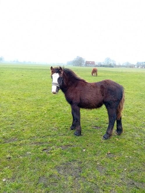 Leuke tinker hengst, Dieren en Toebehoren, Pony's, Hengst, Niet van toepassing, D pony (1.37m tot 1.48m), Recreatiepony, 0 tot 2 jaar