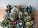 Cactus 5-10cm, Ophalen, Minder dan 100 cm, In pot, Cactus