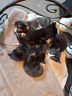 Lieve kittens, Dieren en Toebehoren, Katten en Kittens | Overige Katten, Meerdere dieren