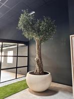 Olijfboom/olijfbomen voor binnen - Kunstolijfboom te koop!, Huis en Inrichting, Kamerplanten, Overige soorten, In pot, 150 tot 200 cm