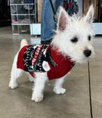 Westy pups  , west  highland white terier pups ( nog enkele), Nederland, Overige rassen, CDV (hondenziekte), 8 tot 15 weken