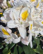 Rhododendron madame masson, Ophalen, Rhododendron, Struik, Minder dan 100 cm