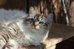 Lieve Ragdoll Kittens & Herplaatsers met Stamboom, Meerdere dieren, Gechipt