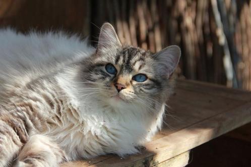 Lieve Ragdoll Kittens & Herplaatsers met Stamboom, Dieren en Toebehoren, Katten en Kittens | Raskatten | Langhaar, Meerdere dieren