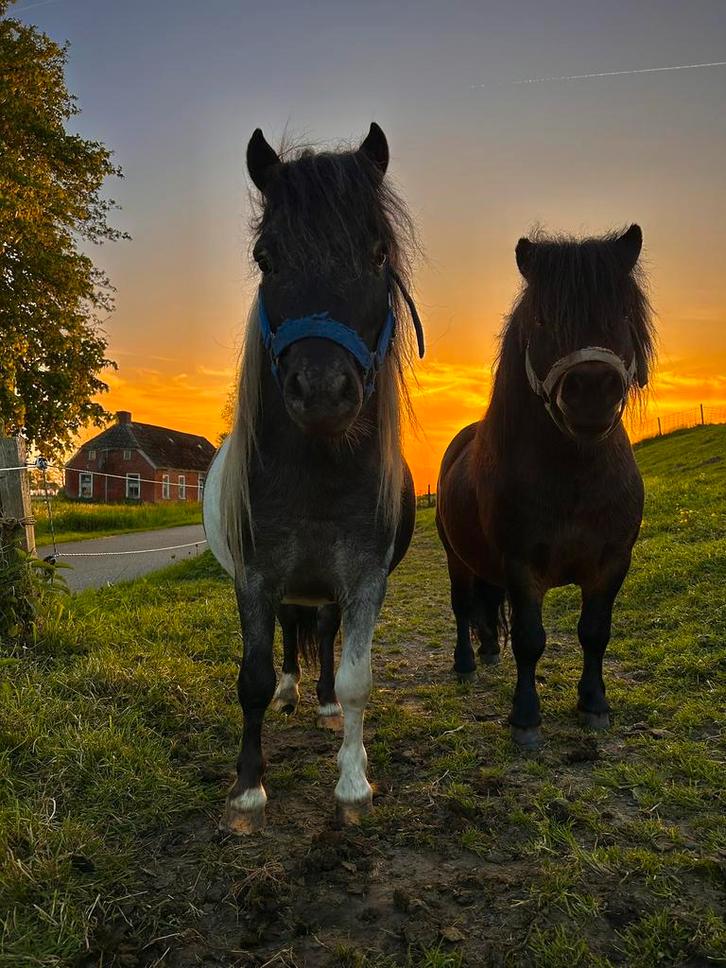 Mooie bonte shetlander hengst te dekking, Dieren en Toebehoren, Paarden en Pony's | Dekhengsten en Fokmerries, Hengst