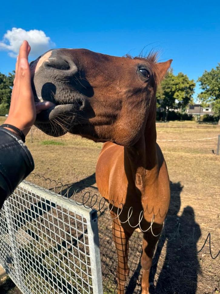 Warme thuis en stal gezocht voor Santos., Dieren en Toebehoren, Paarden, Ruin, Z, 160 tot 165 cm, 11 jaar of ouder, Recreatiepaard