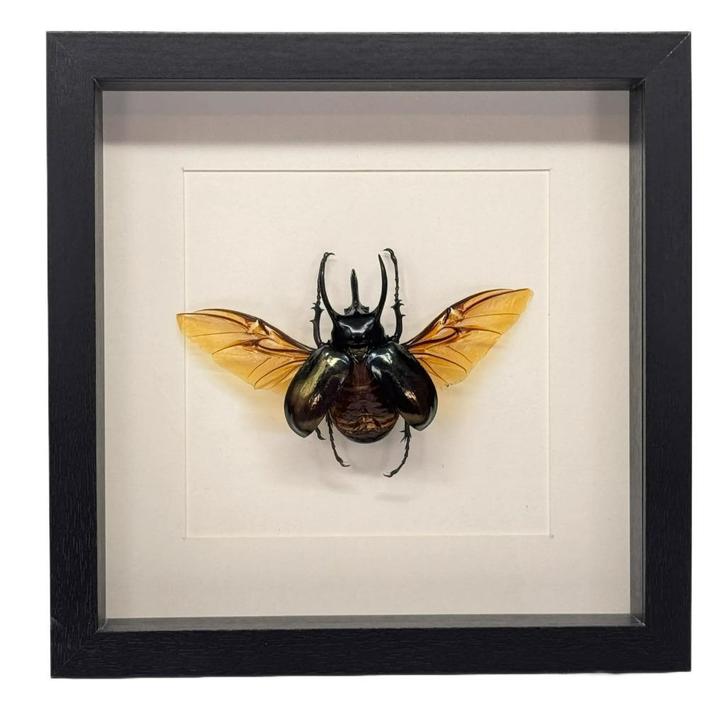 Eupatorus gracilicornis kever passe partout lijst 25x25 cm, Verzamelen, Dierenverzamelingen, Nieuw, Opgezet dier, Insect, Ophalen of Verzenden