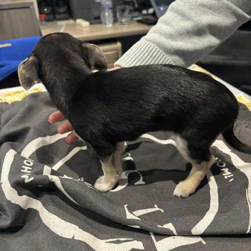 chihuahua pups beschikbaar voor biedingen