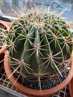 Grote cactus +_ 20 cm doorsnede, Ophalen of Verzenden, Overige soorten, Volle zon