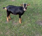 prachtig erg mak jong black and tan dwerg geitje geit, Vrouwelijk, Geit, 0 tot 2 jaar