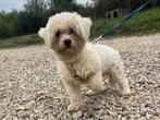 Lieve, kleine Odin zoekt een lief baasje, Dieren en Toebehoren, Honden | Niet-rashonden, Particulier, Rabiës (hondsdolheid), Reu