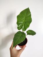 Alocasia portadora (Olifantsoor) P8, Huis en Inrichting, Kamerplanten, Overige soorten, Minder dan 100 cm, Ophalen, Groene kamerplant