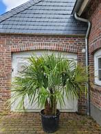 AANBIEDING TRACHYCARPUS WAGNERIANUS20 OF MEERSTAMMIG FORTUNE, Ophalen of Verzenden, Minder dan 100 cm, Zomer, Palmboom